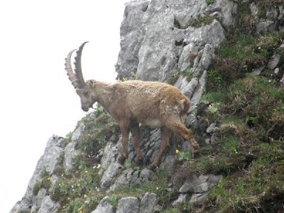 Especie extinta aparece después de nueve años por medio de la clonación