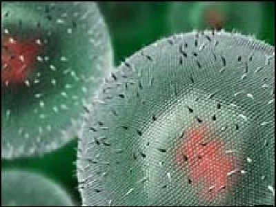 Tratamiento para el herpes reduce la progresión del VIH