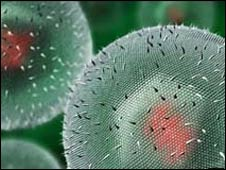 virus