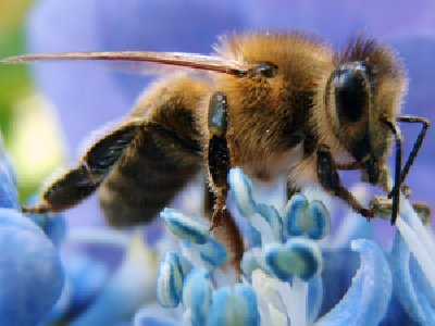 Abejas ven el mundo cinco veces más rápido que los humanos