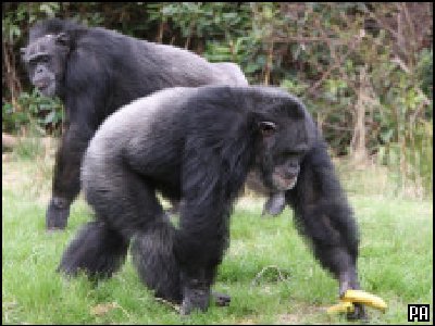 Los chimpancés también lloran a sus muertos