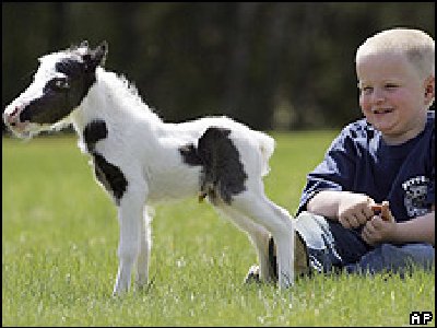 El caballo más pequeñito del mundo