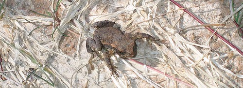 Bufo Bufo