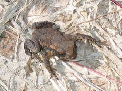 Los sapos: capaces de percibir cuándo viene un Terremoto