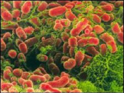 ¿Algunas bacterias nos hacen inteligentes?