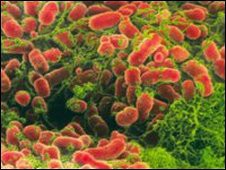 bacteria