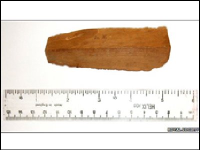 El árbol de Newton se va al espacio