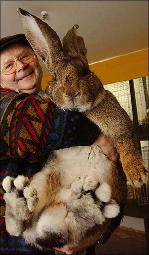 conejo gigante