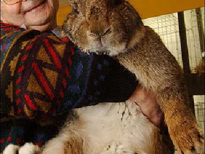 ¿Cómo obtener un conejo gigante?