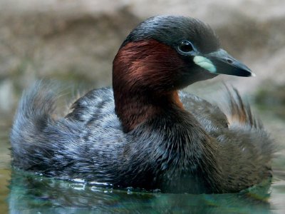 Madagascar pierde una especie de ave