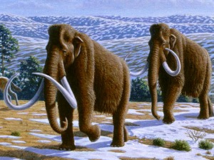 mamut-anticongelante