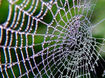 La tela de araña es más resistente que el acero