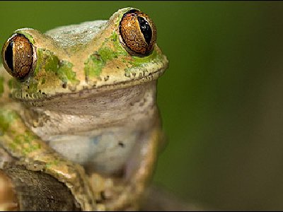 Nadie se interesa por los feos