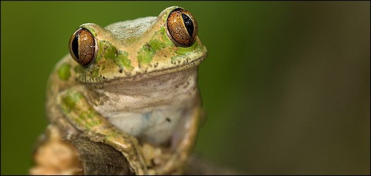 animales feos