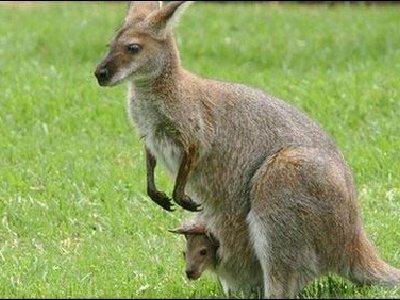 ¿Se han preguntado por qué los canguros tienes sus brazos tan pequeños?