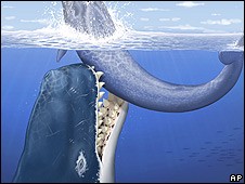 ballena