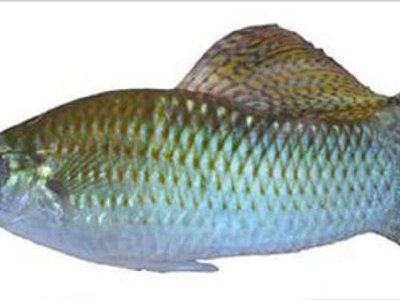 El pez de los bigotes sexys