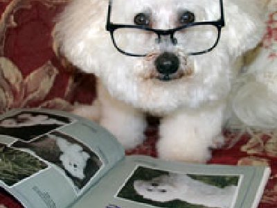 Animales inteligentes con características propias del ser humano