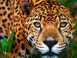 jaguares