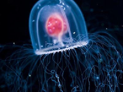 La inmortalidad de la medusa???