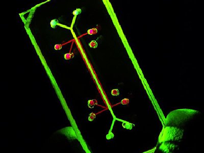 Científicos crean pulmón en un chip
