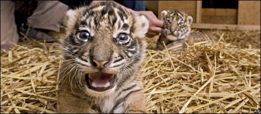 tigres