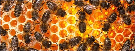 abejas