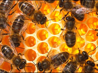 Formula para preservar a las abejas