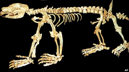fosil_marsupial