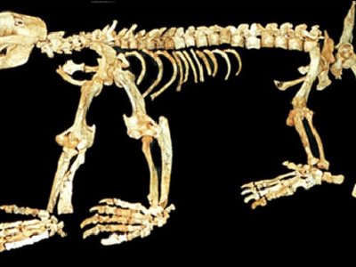 Encuentran fósiles de mamíferos prehistóricos en Australia