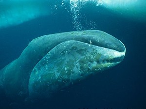 ballena-olfato