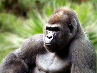 Los gorilas juegan al 