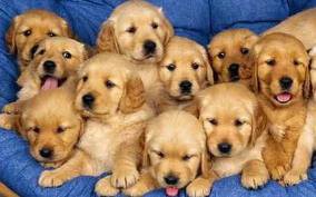perros