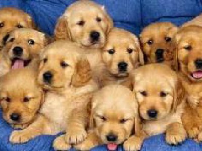 Los perros siguen los movimientos de sus amos