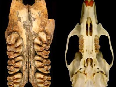 Descubren huesos de ratas gigantes
