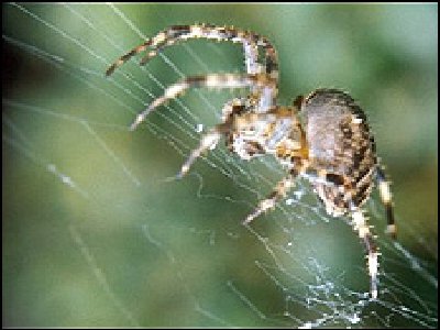 Atentos al tamaño de las arañas