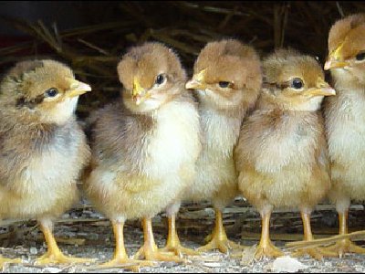 ¿Qué habrá sido primero?