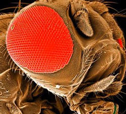 drosophila