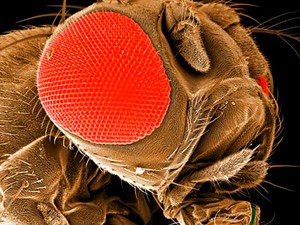 drosophila drosophila