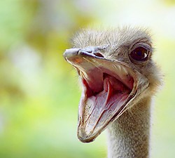 emociones-animales