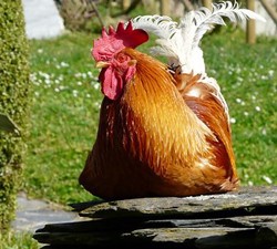 gallo