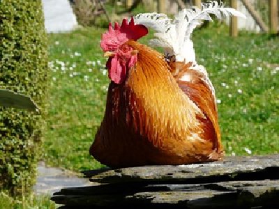 ¿Por qué cantan los gallos?