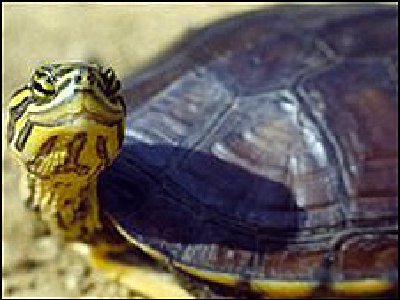 Tortugas de agua dulce están en peligro