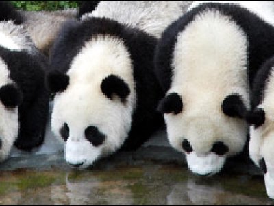 ¿A qué especie se deben dirigir los recursos primero?