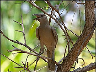 Atrae a su hembra con una ilusión óptica