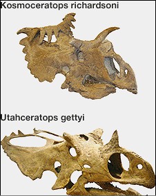 kosmoceratops_uthaceratops