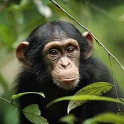 chimpancé