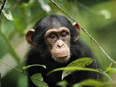 Chimpancés aprenden a burlar a sus cazadores humanos