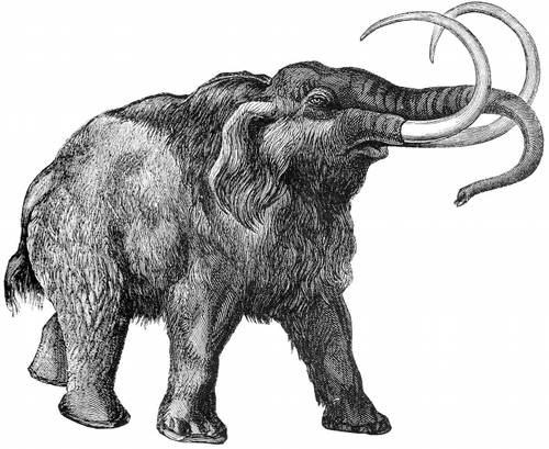 mamut1