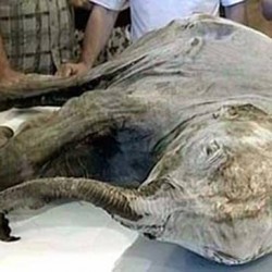mamut2